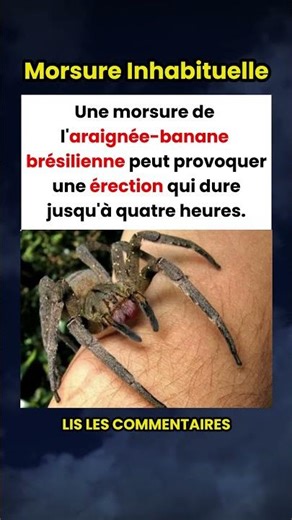 L'araignée-banane brésilienne dont la morsure peut provoquer une érection de 4 heures 🕷️😲