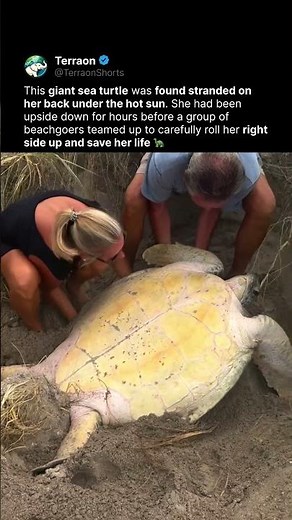 This Sea Turtle Was Stuck Upside Down for Hours 🐢
