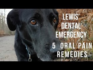 Lewis' Painful Mouth: Dental Pain Remedies