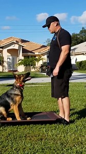 84K views · 1.7K reactions | Effective Dog Training Techniques for an Older Pup #dogs #training #dogstraining | Mr David - Dog Lover | Facebook