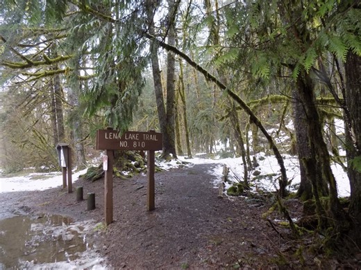 Two Hikers Killed By Falling Tree in Olympic National Forest