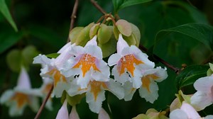 ช้าง, ช้างเล่น, ทรัมเป็ต, โคลน