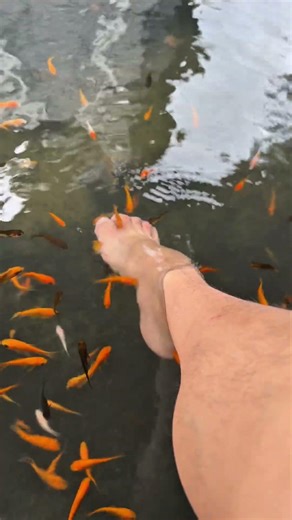 Relaxing Loop - How to feed fish feet #1 #trending #how #howto #loop #fyp #new