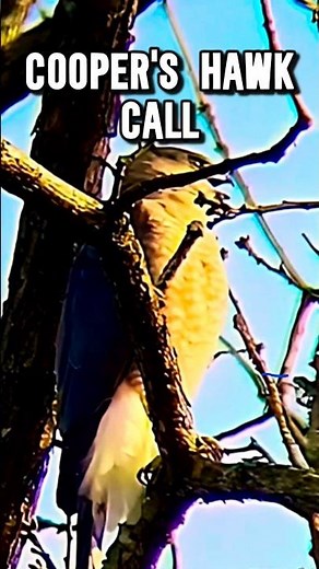 what a Cooper's Hawk ACTUALLY sounds like 🦅🪶 #shorts #hawk #birdsounds