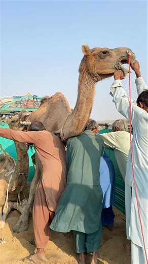 لا تحاول إجبار الجمل النتيجة صادمة 😱🔥 #shorts