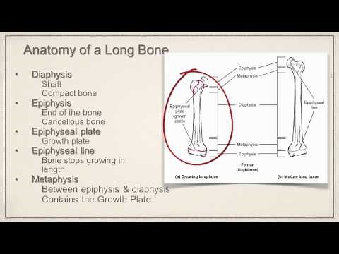 Long Bone Anatomy
