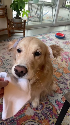 Dobby Harry Potter Character: A Free Elf's Journey