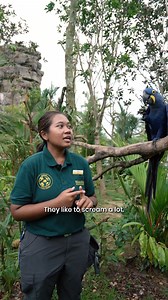 10K views · 21K reactions | Up for a macaw-some time? 列In celebration...