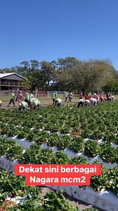 Yang krje sini bukan orang Malaysia je Semua negara.. #reelsvideo #strawberry #farmfresh | Khairul Aizzat