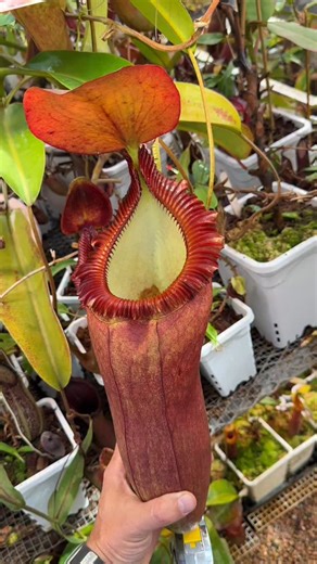 Pitcher perfection! This Nepenthes rajah x edwardsiana is killing it at a whopping 16 1/2in (41.91 cm) from the bottom to the base of the lid! #CarnivorousPlants #Nepenthes #PlantGoals | Jeremiah's Carnivorous Plants