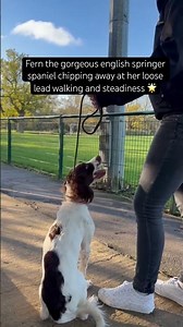 Loose lead walking and steadiness#dogtraining practise with a springer spaniel