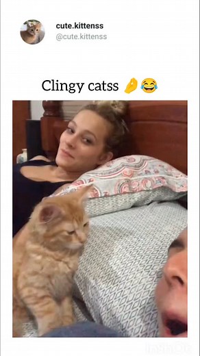 Watch our highlight . . #catlover #catlover #catsofinstagram #catlife #cutecats #funnycats #funnycats #catloversclub #cats_of_world #catolicos #catholic | Catztogether