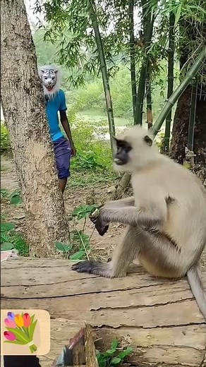 Monkey Shorts Compilation: You WON'T Stop Laughing! 😂 #monkey #viral #shorts #funny