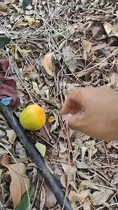 Starfruit Farming #reelschallenge #fruits | Grandma CFC - countryfoodcooking