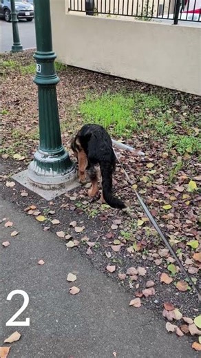 How Many Sniff Stops Can a GSD Make in One Block? 🐾😂