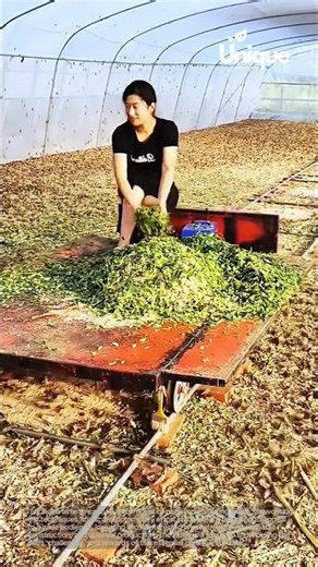 Grass distributing for beginners: a simple guide to distributing grass