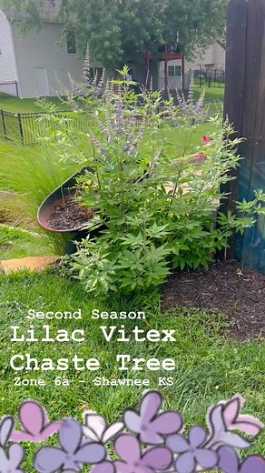 21 reactions · 3 comments | #ChasteTree is going strong this summer! So happy to see it survived our winter. The bumblebees are LOVING IT! #gardening #pollinators #plantlife #riskplant | Michelle Nicole’s : ARTiSTiC ViVATiONS | Facebook