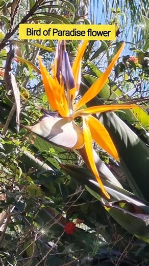 bird paradise flower / bird paradise