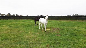 This all-white filly by Alabama Express is something else 😍 #LoveTheHorse Yulong Investments | Racing.com