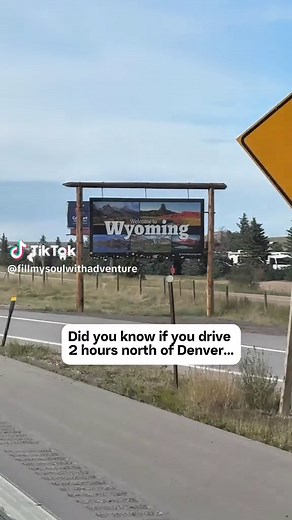 Hand-Feed Bison from a Train in Wyoming