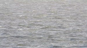 Dramatic Dolphin blows as our friends arrived this morning in strong winds | Scarborough Porpoise