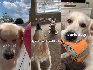 485K views · 33K reactions | Funny Golden Retriever Compilation | Charlie The Golden | Facebook