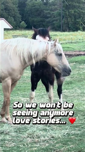Chrome Heads Back to the Show Pen! 🐴💙 | APHA World Show Journey Begins #horse #apha #equestrian