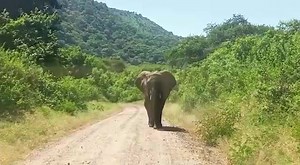 Tanzania safari Get on an African safari with Nice African Adventure and Safaris promises an unforgettable experience filled with incredible wildlife encounters, stunning landscapes, and cultural immersion. Nice African Adventure and Safaris is dedicated to providing exceptional safari experiences while prioritizing conservation, responsible tourism, and customer satisfaction. With Nice African Adventure and and Safaris Whatsapp 255742235772 Email: niceafricanadventure@gmail.com #NiceAfricanAdve