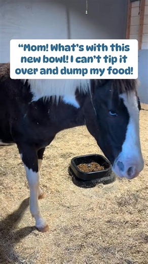 #foal #horses #horse #horselife | Foal Activity Hub