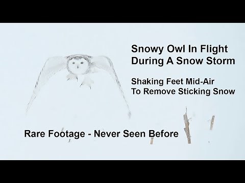 Snowy Owl In Flight - Rare Footage Shaking Snow Off Feet Mid-Air