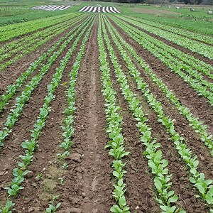 Wunderbar Single Row Cultivator Bundle w/4 S-Tines & Sweeps