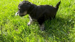 Extreme close up of Maltese Miniature Schnauzer puppy investigating the lens before it jumps back into focus and is then distracted by something else nearby.