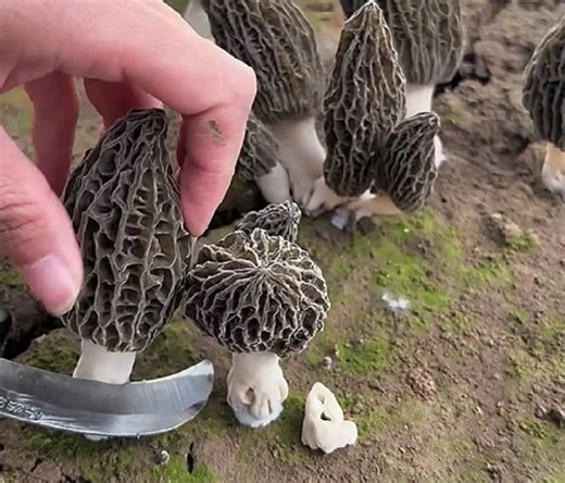 3.3M views · 3.3K reactions | Hunting Morel Gold! The Most Satisfying Mushroom Pick! | 5-Minute Crafts | Facebook