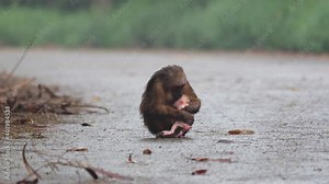 Stump-tailed Macaque, Macaca arctoides, 4K Footage; mother cuddling and keeping her infant within her arms as it falls on the pavement at Kaeng Krachan National Park, Thailand.