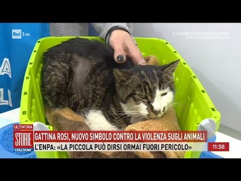 Gattina Rosi, nuovo simbolo contro la violenza sugli animali - Storie italiane 07/04/2026