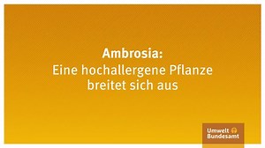 Wo kommt die Ambrosia-Pflanze her? Wo ist sie in Deutschland besonders verbreitet? Welche Probleme bereitet sie? Und wie sollte man die Pflanzen entfernen und entsorgen? All dies zeigt unsere Animation. Mehr Informationen über Ambrosia erhaltet Ihr auf www.uba.de unter http://www.umweltbundesamt.de/themen/lizenz-ausreissen-jetzt-ambrosia-pflanzen-entfernen. | Umweltbundesamt