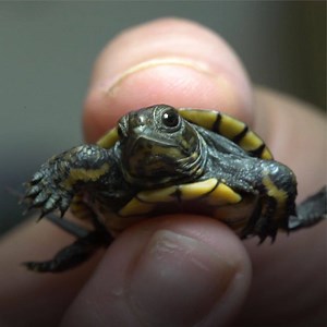 178K views · 19K reactions | These youngsters are turtley ready for their next adventure. | Oregon Zoo | Facebook