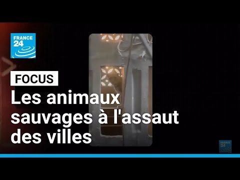 Nos nouveaux voisins : les animaux sauvages à l'assaut des villes • FRANCE 24