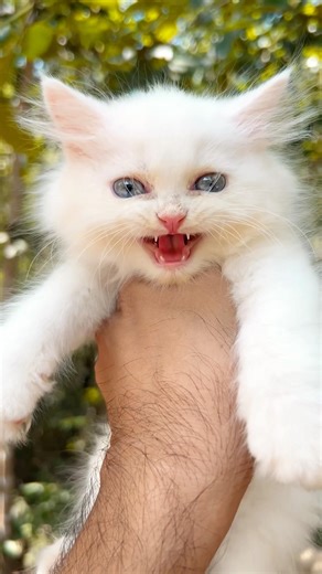 Cat meowing ✨ ! Cat sound ! Cat videos ! Persian cat sound ! Cat ! Kitten meowing ! Persian cat