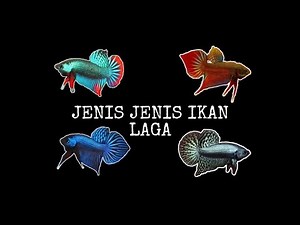 JENIS JENIS IKAN LAGA - WILD & HYBRID BETTA FISH