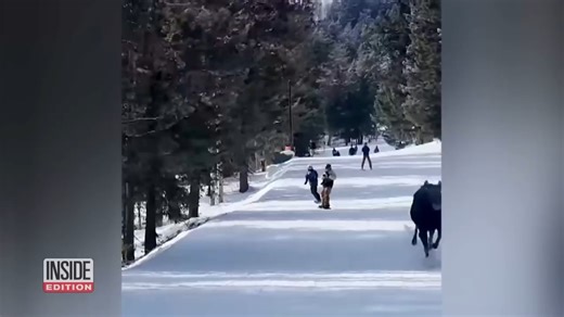 22K views · 503 reactions | These were some of Inside Edition's favorite animal stories of 2024. | Inside Edition | Facebook