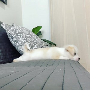 8.4K views · 1.2K reactions | Cloud learning to rest his chin on the ground using a couch to make the behavior easier to lure. | Dogmantics Dog Training | Facebook
