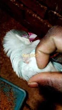 Aaj January 7, 2026 Java sparrow care / #njm505 #shorts