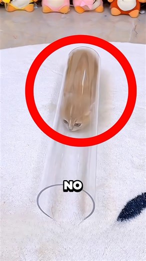 Kitten Can’t Find The Exit