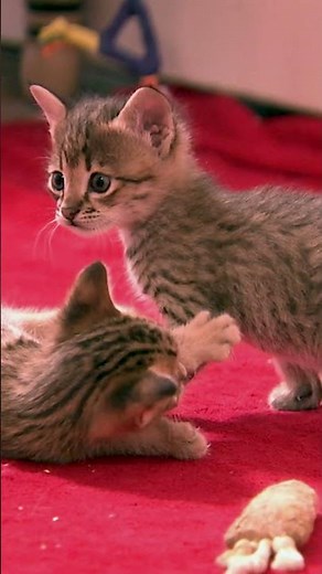 4-week-old Savannah kittens work on their hunting skills | Too Cute! | Animal Planet