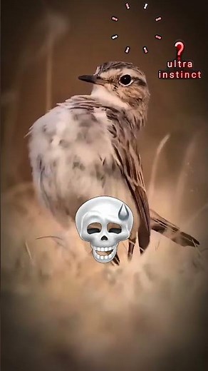 Bird Memes That Are Too Real