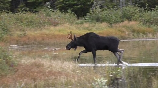 575K views · 15K reactions | #MyMaine: This beautiful bull moose was spotted wading through some water near Fort Kent last week! (:Lisa Misek) | WGME CBS 13 News, Portland | Facebook