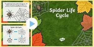 Spider Life Cycle PowerPoint