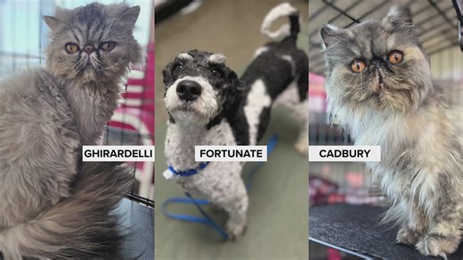 One Of A Kind Pet Rescue in Akron helps Persian cats and Doodles find homes: Ready Pet GO!