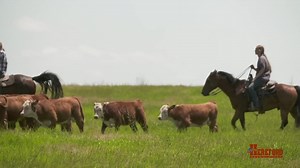 Longevity. The Hereford breed and Hereford breeders are in it for the long haul. Come Home to Hereford. | American Hereford Association